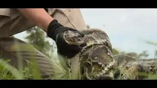 Florida&rsquo;s annual Python Challenge to protect the Everglades begins