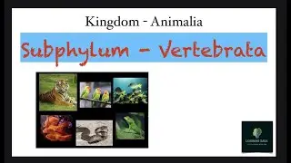 Subphylum Vertebrata/ Craniata easy trick