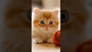 This Kitten EPIC Pounces on Yarn Ball 😻🎯 #YarnBallChallenge #CuteKitten