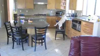 ► intelligent dog steals nuggets in a kitchen !!