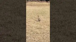 Looney Tunes roadrunner in real life 🐦🐦