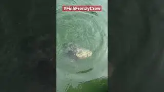 This GIANT 400lb Goliath grouper is our friend. 🥰 #fishfrenzycrew #florida #goliathgrouper #fishing