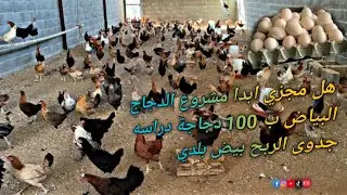 مشروع الدواجن / 100 فرخه بلدي بياض كم اكسب منهم في اليوم الواحد 💵🎉