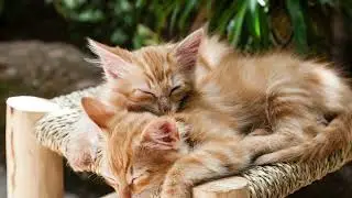 30 Minutes Chill & Cozy Music for Happy Cats 🐾 Relaxing Cat Sounds
