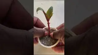 Grow impatiens from cuttings #shorts #impatiens