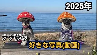 2025年ナナ夢の好きな写真動画ランキング！　１位はなにかな？
