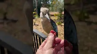 Male Blue Winged Kookaburra - Yeah I&rsquo;ll have that!