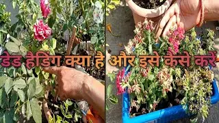what is dead heading.dead heading kaise kare./कोई भी प्लांट की डेड हेडिंग कैसे करें/pyara garden