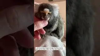 Finger monkey rescue #lovestory #animals #wildliferescue #wildlife #cute#love #fingermonkey