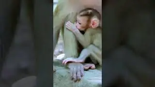 Baby monkeys So Cute with monkeys | Monkeys Zone  #monkey #babyanimals
