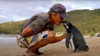 Meu Amigo Pinguim - Uma Hist&oacute;ria Tocante que virou filme