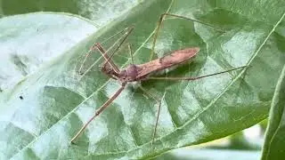 Assassin bug on cocoa leaf - a predator that feeds on aphids, caterpillars and flies.