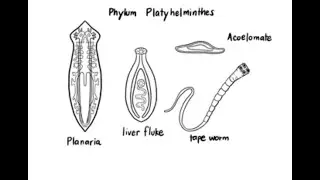 Phylum Platyhelminthes | Characteristics, Classes & Examples | Shori Notes