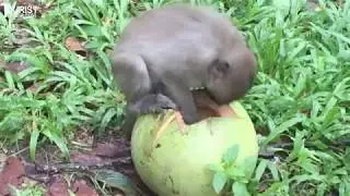 Cute Baby Monkey in Siemreap Angkor Wat Temple