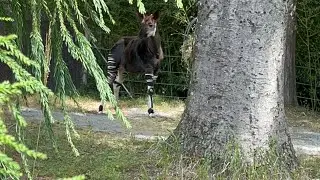 Okapi. A Rare Animal Found in Northeast Democratic of Congo