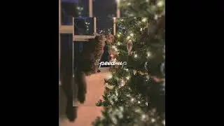 Земфира-,,Маленький человек 