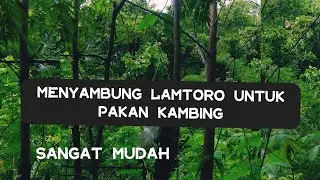 MENYAMBUNG LAMTORO UNTUK PAKAN KAMBING