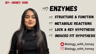 Enzymes - Introduction | Structure | Metabolic reactions | Lock & key | Induced fit hypothesis