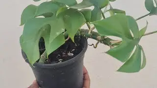 Plantera Nepal is live