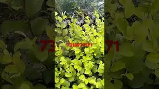 apple ber plant available for sale 7318977571 #fruittree #farming