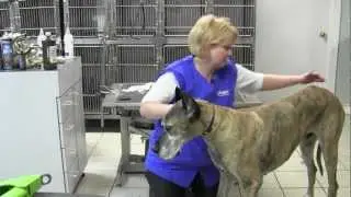 Oster&reg; Large Dog Nail Trimmer