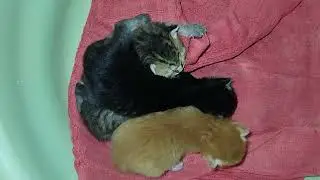 5-day-old kittens 28-1-2026