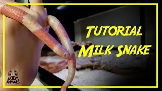 Tutorial: Milk Snake