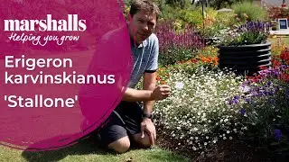 Erigeron 'Stallone' 🌸 Long-Flowering Daisy for Walls, Pots & Borders