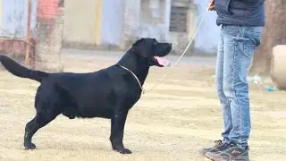 Golden Retiver puppies Available in gorakhpur best price 👌 😍 ❤️