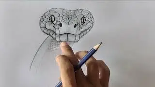 Drawing Python with pencil - EamIN Cambodia painting