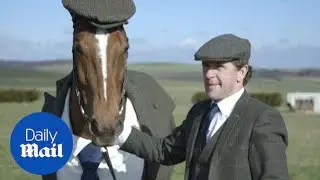 Race horse dresses up in tweed suit for Cheltenham 2016 - Daily Mail
