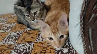 Aaj jinu ko yah Kya Ho Gaya😱🫣#pet lover#viral video