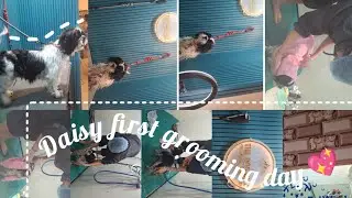 Daisy ka first grooming experience🌷 all thanks to @Thedogguy 
