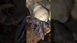 hermite crabs activ at mid night 3 O clock