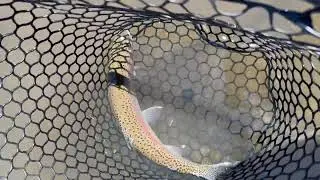 Caught this beautiful 17 inch Rainbow Trout on Bear River, CA. #shorts
