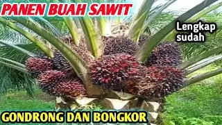 LENGKAP SUDAH,PANEN SAWIT GONDRONG DAN BONGKOR