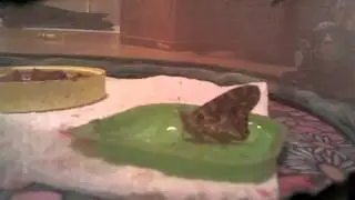 Painted Lady butterfly feeding on some sugar water