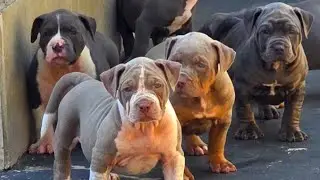 A EVOLUÇÃO DOS FILHOTES...MAIS NOVIDADES CHEGANDO 