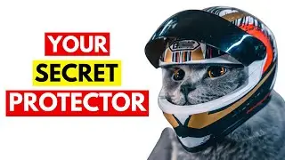10 вещей, которые делают кошки, когда защищают вас.