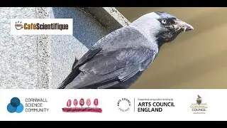 Social smarts: how jackdaws use each other to learn | Josh Arbon | Virtual Caf&eacute; Sci
