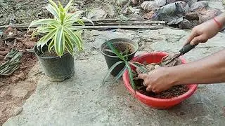 After 40 days Growing Croton Zanzibar Plant Cuttings/SimpleInstructions!!
