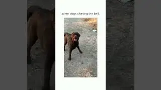 Dog collar ghost video tiktok| #shorts❤️ | #youtubeshorts