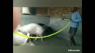 washing best pig breed #shortvideo #short #pig 🐖