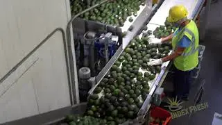 Index Fresh Packinghouse