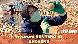 Tanam-tanam KENTANG di Shobara, Hiroshima | Majimaji TV
