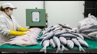 How Millions of Cans of Tuna Are Made Every Day &ndash; Full Factory Process