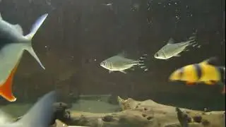 Little Yellow Flagtail Fish #cute #shorts