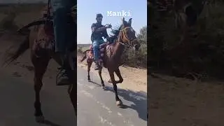 #song #newsong #horse #ashvpremi #indiansong #horseriding #indiahorse