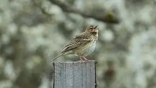 Lindu&scaron;ka lesn&iacute; (Anthus trivialis) Tree pipit, Baumpieper, Лесной конёк, Świergotek drzewny