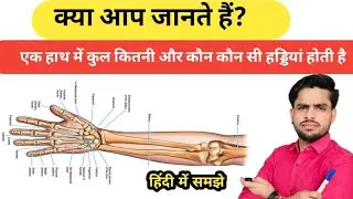 Bone in one arm | एक हाथ कितने हड्डियां होती हैं जाने | #skeleton #bones 